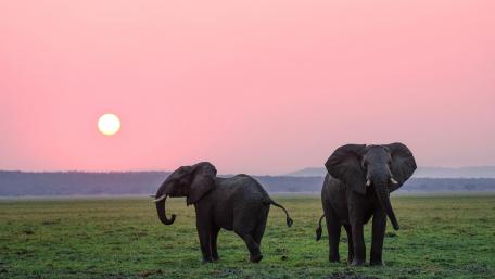 Sunset Stroll with Elephants wallpaper