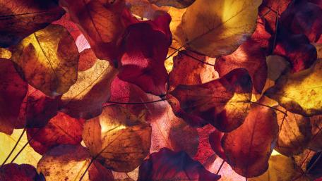 Autumn leaves wallpaper