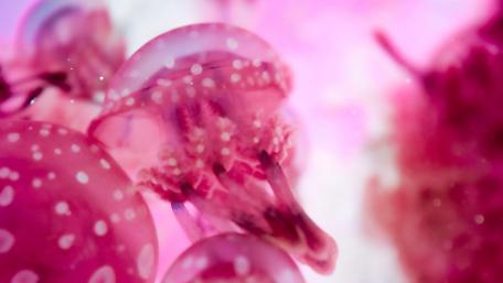 Small Jellyfish Found in the Foreshore of a Beach in Bantayan, Philippines wallpaper