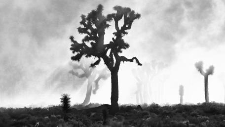 Joshua Trees in Death Valley wallpaper