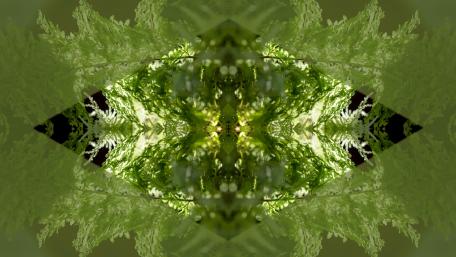 Elegant Green Fractal Symmetry Wall Art wallpaper