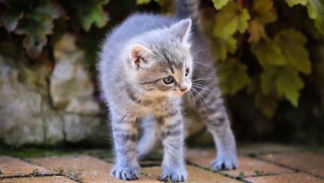 Playful Kitten Exploring Its Surroundings wallpaper