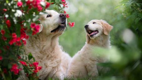 Golden Retrievers in Blooming Garden wallpaper