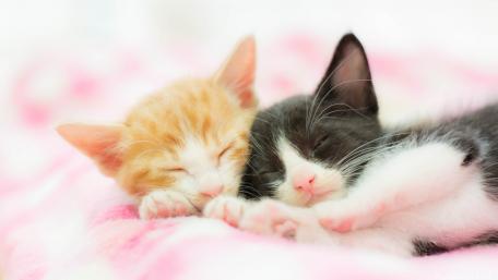 Adorable Sleeping Kittens wallpaper