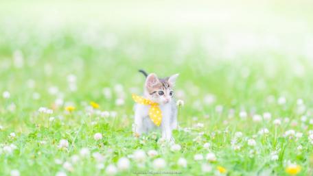 Playful Kitten in a Blooming Meadow wallpaper
