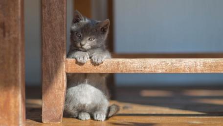 Playful Gray Kitten Hiding Underneath Furniture wallpaper