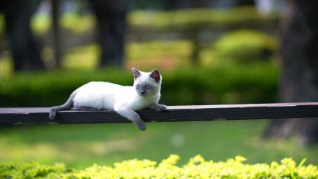 Charming Cat Relaxing in Nature wallpaper