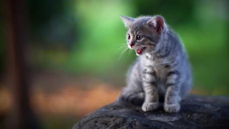 Playful Kitten in Nature Light wallpaper