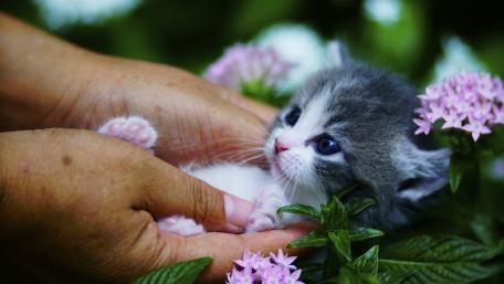 Adorable Kitten in Gentle Hands wallpaper