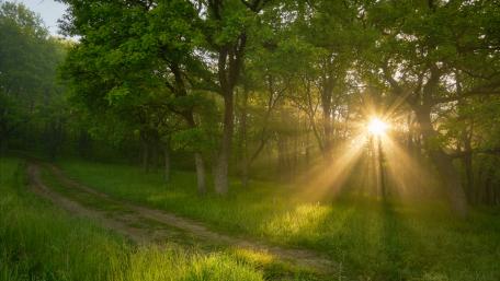 Sun Rays Illuminate Serene Forest Pathway wallpaper