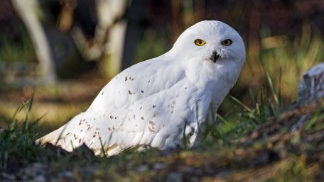 Majestic Snowy Owl in Natural Habitat wallpaper