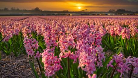 Blossoming Hyacinths Under a Sunset Sky wallpaper