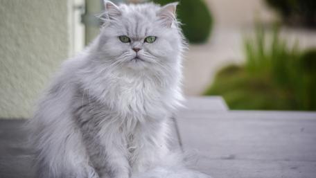 Majestic Long-Haired Cat Sitting Calmly wallpaper