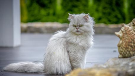 Fluffy Silver Persian Cat Gracefully Posing wallpaper