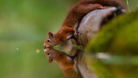 Charming Squirrel by the Water's Edge wallpaper