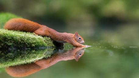 Graceful Squirrel Reaching for Water Reflection in Nature's Embrace wallpaper