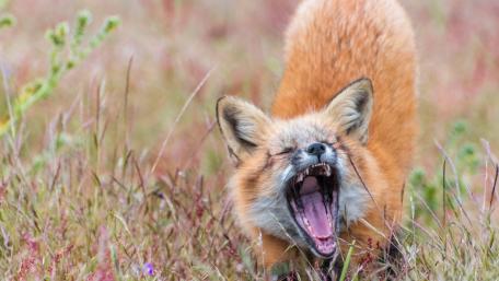 Majestic Fox Yawning in Nature's Embrace wallpaper