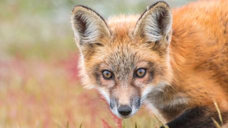 Majestic Red Fox in Nature's Embrace wallpaper