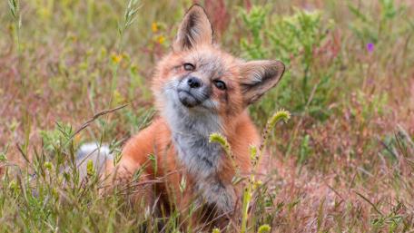 Charming Fox in Nature's Embrace wallpaper
