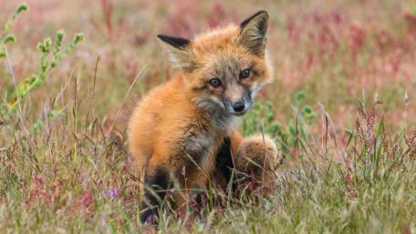 Charming Red Fox in Natural Habitat wallpaper
