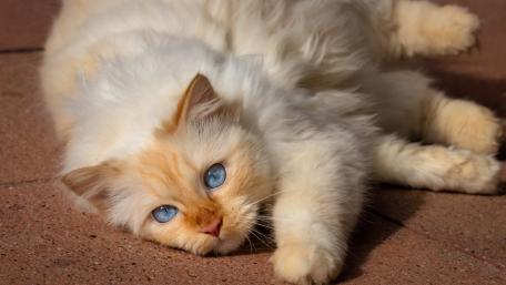 Fluffy Cat with Striking Blue Eyes Inspires Wonder wallpaper