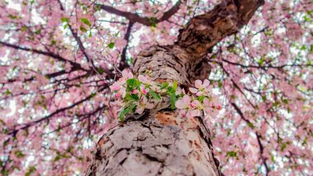 Springtime Serenity in Cherry Blossoms wallpaper