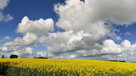 Vibrant Canola Field Under Fluffy Clouds wallpaper