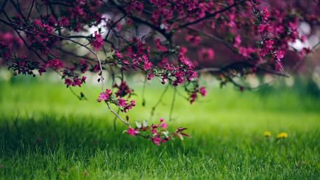 Blossoming Spring Harmony wallpaper