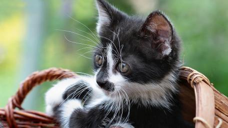 Curious Kitten in a Basket wallpaper