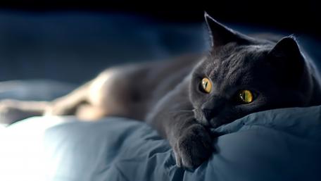 Midnight Paws wallpaper