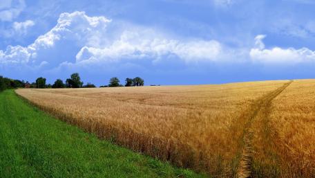 Golden Fields Under Dramatic Skies wallpaper