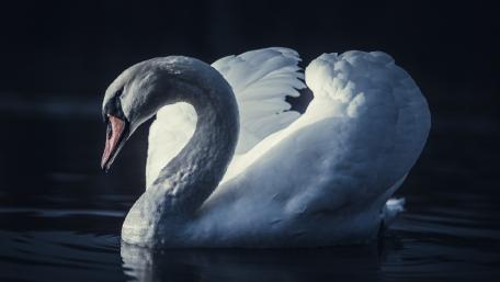 Elegant Swan Gliding on Serene Water Surface wallpaper