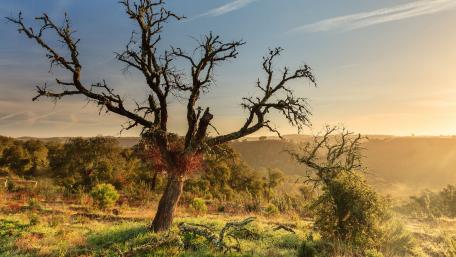 Serene Sunset Over a Majestic Tree wallpaper