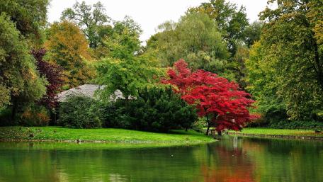 Vibrant Red Tree by Serene Waters wallpaper