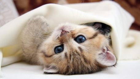 Cozy Kitten Delight wallpaper