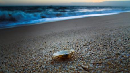 Tranquil Shoreline with Shells and Waves wallpaper