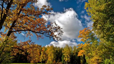 Autumn Serenity in the Forest wallpaper
