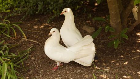 White doves wallpaper