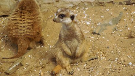Meerkat wallpaper
