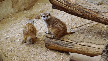 Meerkats wallpaper