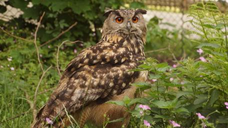 Tawny owl in the grass wallpaper