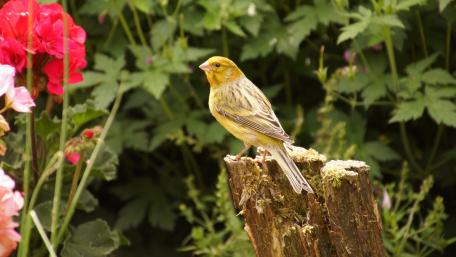 Colorful Finch Against a Lush Green Background wallpaper