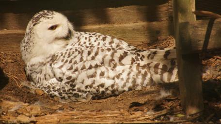 Snowy owl wallpaper