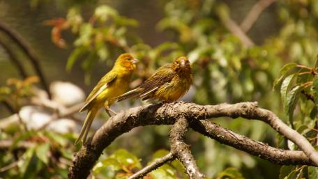 Vibrant Finch Duo in Nature's Embrace wallpaper