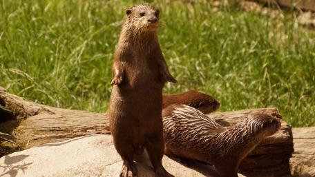 Otter wallpaper