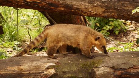 Coati wallpaper