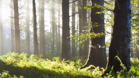Serene Sunlight in Enchanted Forest wallpaper