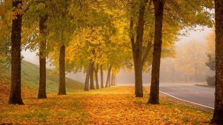 Autumn Serenity on a Tree-Lined Road wallpaper