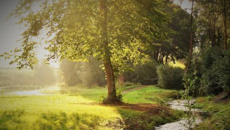 Serene Green Landscape with a Tranquil Creek wallpaper