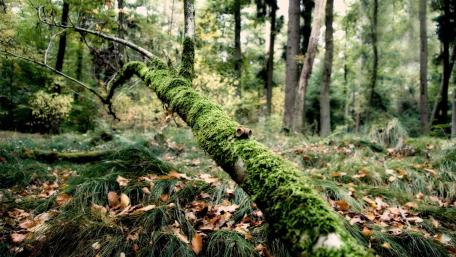 Mossy Forest Tranquility wallpaper